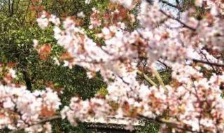 山行唐杜牧古诗解析