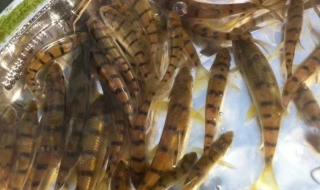 淡水石斑是不是太阳鱼 野生淡水石斑鱼