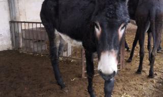 农村家庭养殖需要什么手续 农村养殖需要多少钱