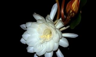 达亿瓦月下美人510ul-SR小根杆字母代表什么意思 月下美人怎么合