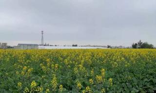 求珠海市莲州镇油菜花地址!多谢 珠海莲洲油菜花
