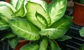 广西适宜种哪些花 在广西消费打一花卉