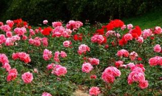 三毛的梦里花落知多少的夜好看吗 梦里花落知多少剧照