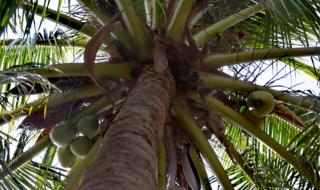 南海中建岛加速建设