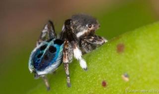 世界上最恐怖的孔雀